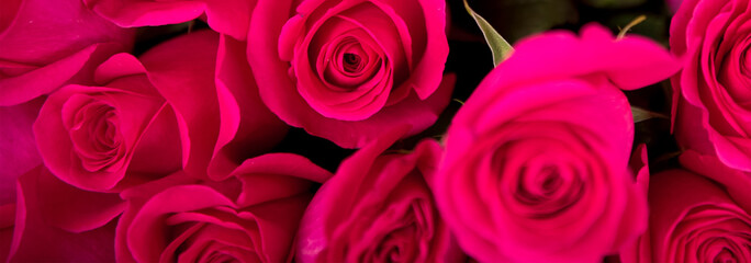 Horizontal closeup of bouquet of rose roses. Best flowers in Valentines day. Valentine day background. Flowers for love. Best present for woman are flowers