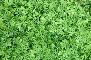 Background of green leaves of a fern.