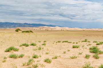 Animals of the Khongor Sand Dunes