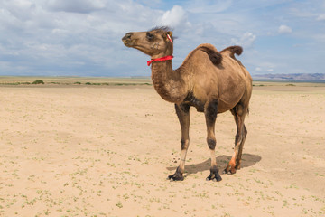 Animals of the Khongor Sand Dunes
