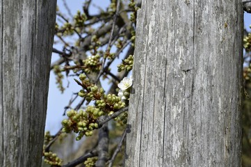 Early spring in the garden. Homemade plum buds are revealed. Plum trees are blooming.