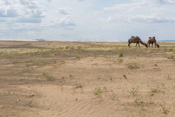 Fototapeta na wymiar Animals of the Khongor Sand Dunes