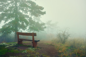 Artistic vintage style photo of a wooden bench in a foggy forest with bushes