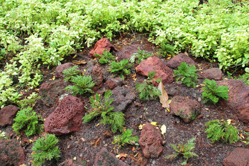 in the singapore botanic gardens (singapore) 