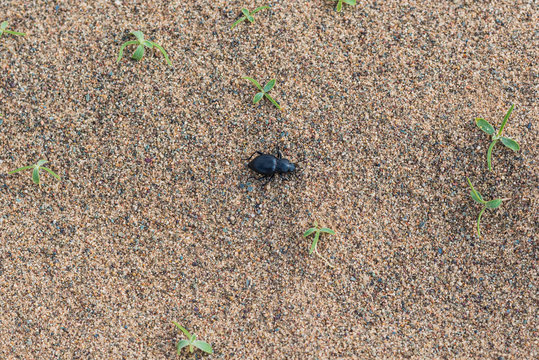 Animals of the Khongor Sand Dunes