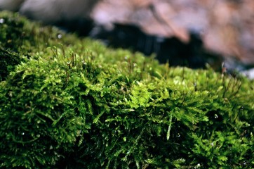 moss on tree