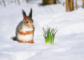 festive natural background with cute fluffy squirrel sitting on white snow next to a lilac Crocus...