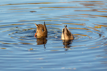 two ducks dive in the water