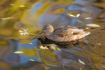 duck on an autumn day