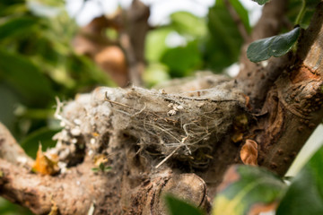 Empty bird nest found on a branch