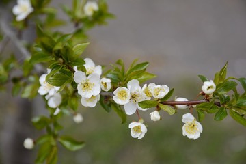 Early spring in the garden. Common cherry. The buds of homemade cherry were opened. The cherry tree blossomed.