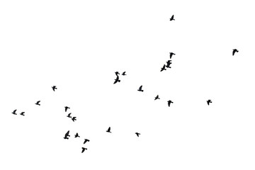 Flocks of flying pigeons isolated on white background. Clipping path.