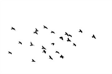 Flocks of flying pigeons isolated on white background. Clipping path. - obrazy, fototapety, plakaty