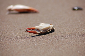Клешня, краб, песок, море