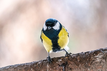 Cute bird Great tit, songbird sitting on the branch with blurred autumn or winter background
