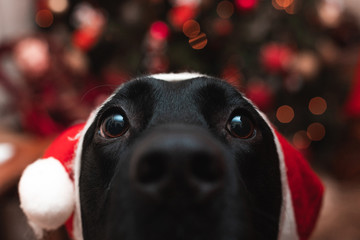 dog in christmas hat