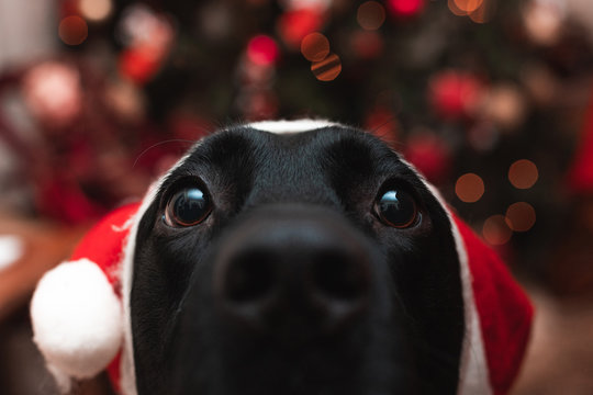dog in christmas hat