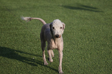 Obraz premium Happy puppies in a private playground