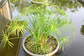 turquoise Green Leaf Papyrus