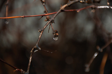 rain drops on the tree branch