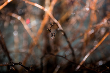 rain drops on the tree branch