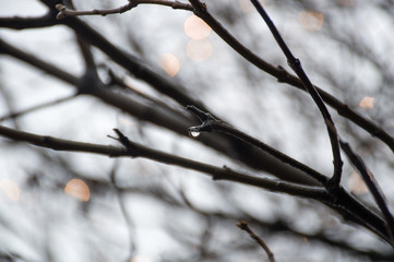 Fototapeta na wymiar rain drops on the tree branch