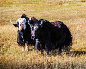 Two sarlyks (domesticated yaks) on a pasture in the autumn steppe. Kosh-Agachsky District, Altai Republic, Russia