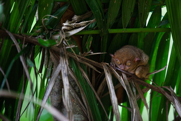Tarsier (Tarsius Syrichta), the world's smallest primate in Bohol, Philippines