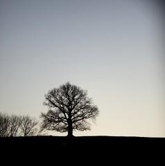 Arbre silhouette colline relief paysage campagne
