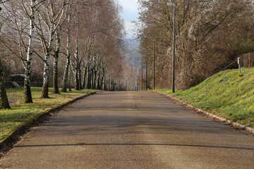 Landscape with birch trees along the road warm in winter