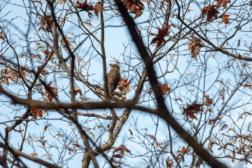Japanese Pygmy Woodpecker (Formal Name: Dendrocopos kizuki)