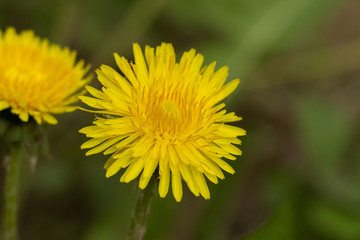 Yellow dandelion close-up. Blurred natural background.