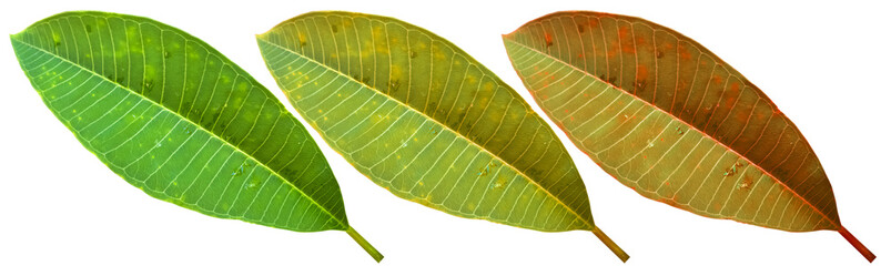 green leaf isolated on white background