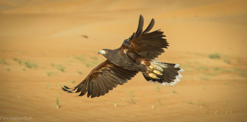 Desert Eagle flying over dubai desert to catch a pray