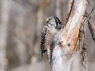 Northern Hawk Owl Perched on Tree Trunk in Winter, Portrait