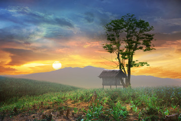 lone tree in the sunset