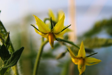 Fototapeta na wymiar tomato yellow flowers
