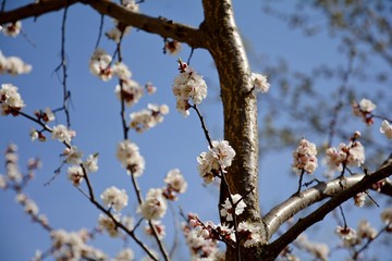 Early spring in the garden. Apricot buds are revealed. Apricot trees are blooming.