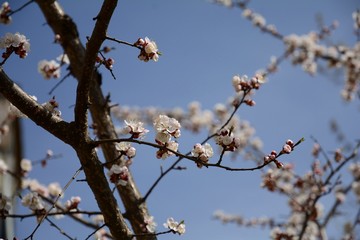 Early spring in the garden. Apricot buds are revealed. Apricot trees are blooming.