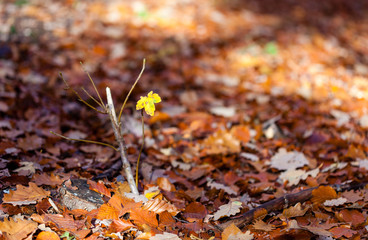 Golden leafs of trees at autumn forest
