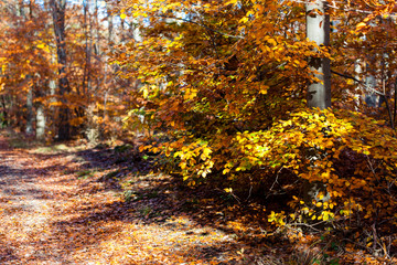 Golden leafs of trees at autumn forest