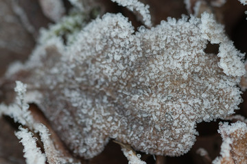 Mroźny poranek na łące. © boguslavus