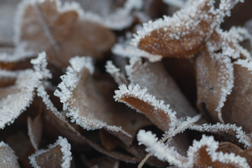 Mroźny poranek na łące. © boguslavus