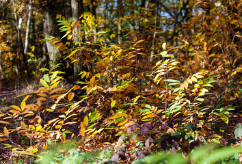 Golden leafs of trees at autumn forest