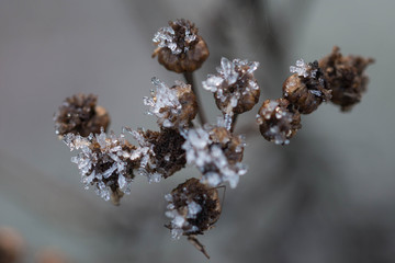Mroźny poranek na łące. © boguslavus