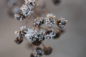 Mroźny poranek na łące. © boguslavus