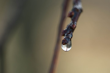 Fototapeta Kropla deszczu na cienkiej gałęzi drzewa. obraz