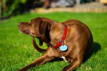 Brauner Mischling Schoko Hund imm Garten kratzend
