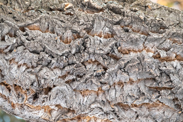 Texture of embossed bark of an old maple