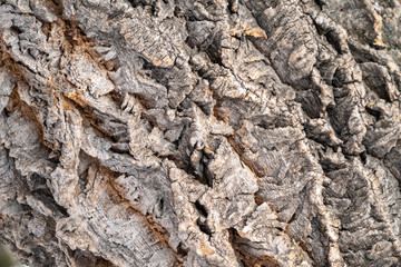 Texture of embossed bark of an old maple